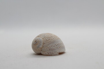 Seashell of sea snail Josephine's moonsnail (Neverita josephinia) isolated on a white background
