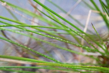 A Close-Up View of Vibrant Green Grass Blades, Showcasing Their Delicate Texture and Natural Beauty in a Lush Environment.