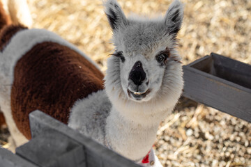 smiling alpaca portrait, llama, alpaca farm, funny animals