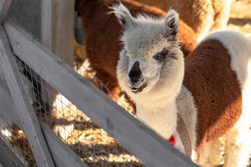 Obraz premium smiling alpaca portrait, llama, alpaca farm, funny animals