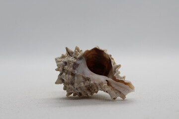 Corneta - Hexaplex trunculus - Murex trunculus, Phyllonotus trunculu isolated on a white background
