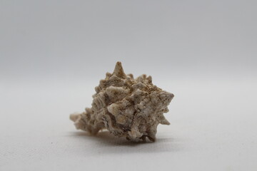 Corneta - Hexaplex trunculus - Murex trunculus, Phyllonotus trunculu isolated on a white background
