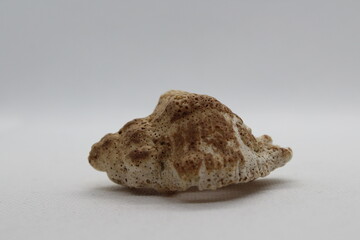 Corneta - Hexaplex trunculus - Murex trunculus, Phyllonotus trunculu isolated on a white background
