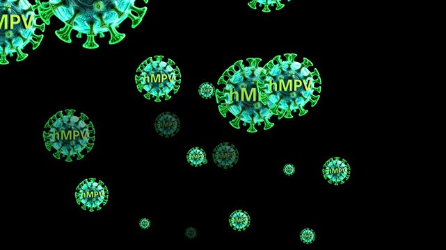 3D animation of human metapneumovirus or hMP particles moving against a black background, ideal for medical visualizations.