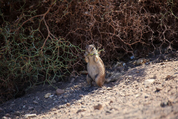 Nahaufnahme eines Atlashörnchen auf Fuerteventura. Eine eingeschleppte Art.
