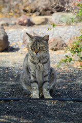 Portrait einer Hauskatze.