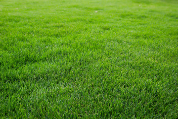 Eine Grastextur, viel saftiges Gras mit einem satten Grün.
