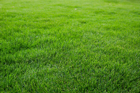 Eine Grastextur, viel saftiges Gras mit einem satten Gr&uuml;n.
