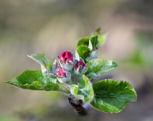 Eine Nahaufnahme eines Sproßes eines Baumes im Frühjahr.
