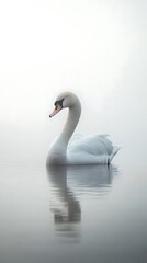 Fototapeta premium Close-up of swan swimming during golden hour.