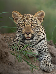 leopard cub