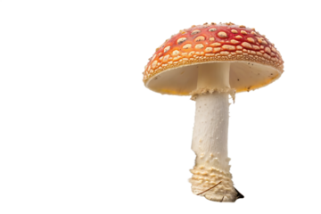  poisonous mushroom fungus agaric plant isolated on white background PNG.AI GENERATED