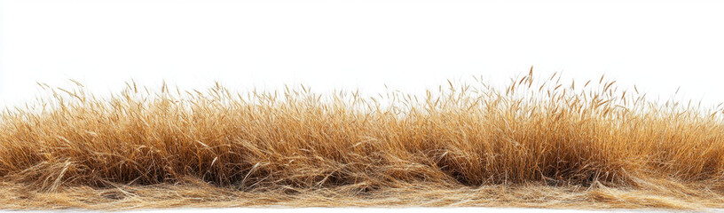 Fototapeta premium Tall, golden grass moves softly in the wind, filling the landscape of an open field. The sky is clear, enhancing the vibrant colors of nature on a sunny summer afternoon.
