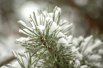Winter background. Snowy pine branch on blurred forest background
