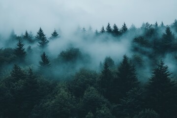 Misty Forest Enveloped In Foggy Enchantment