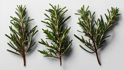 Rosemary isolated on white background. Set of rosemary branches with top view.