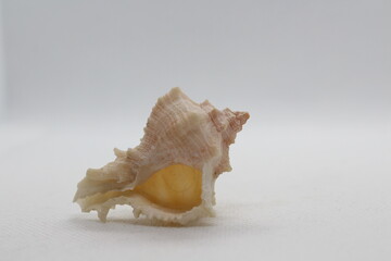 Spiny Dye Murex (bolinus Brandaris) on a white background
