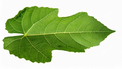 fresh organic fig vine leaf isolated on background