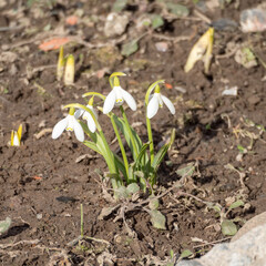 white snowdrops in spring garden
