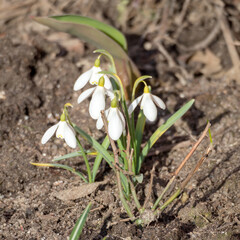white snowdrops in spring