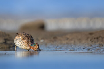 Eurasian teal