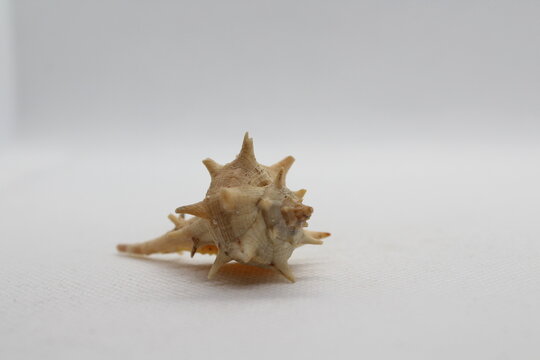 Spiny Dye Murex (bolinus Brandaris) on a white background
