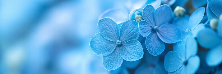 A delightful composition of blue hydrangea flowers, beautifully captured in soft focus for tranquility.