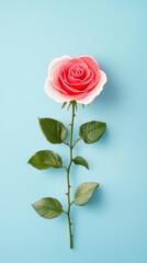 vibrant pink rose with green leaves on blue background
