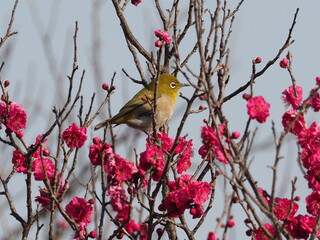 メジロと桜