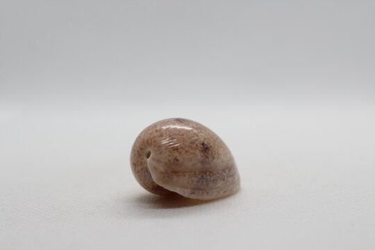 Sea shells (Cephalaspidea)bulla ampulla shell isolated on a white background
