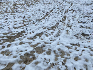 Melting snow on the sandy earth.