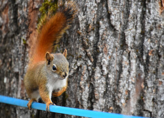 Obraz premium A red squirrel at the maple grove, Sainte-Apolline, Québec, Canada