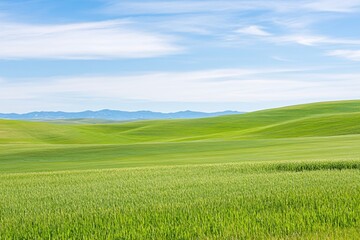 Fototapeta premium Serene Rolling Hills Landscape Lush Green Wheat Field Under Blue Sky
