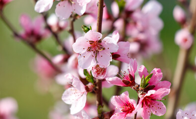 A tree with pink flowers is in the foreground