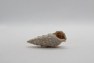 clypeomorus batillariaeformis isolated on a white background 