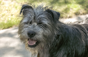 A dog with a black and gray coat is standing on a sidewalk