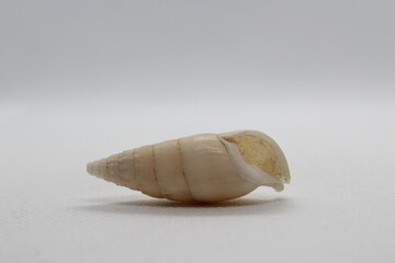 albinaria goldfussi isolated on a white background 