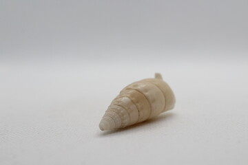 albinaria goldfussi isolated on a white background 