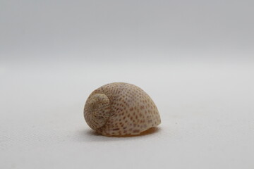naticarius stercusmuscarum isolated on a white background 