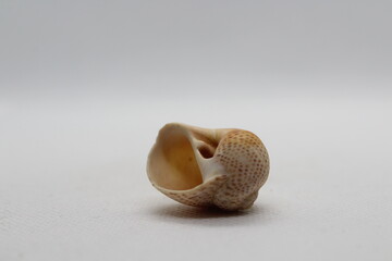 naticarius stercusmuscarum isolated on a white background 