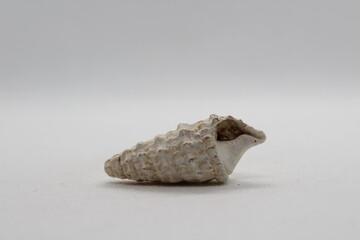 clypeomorus batillariaeformis isolated on a white background 