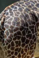 The back of a giraffe has a pattern of brown and white spots