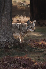 Coyote walking from behind a large tree