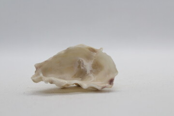 psoronaias semigranosa isolated on a white background 