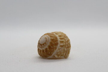 lunella granulata isolated on a white background 