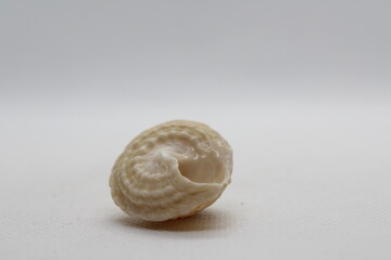 lunella granulata isolated on a white background 