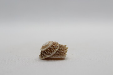 lunella granulata isolated on a white background 