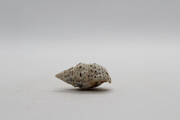 Sea snail Common cerith or European cerith (Cerithium vulgatum) isolated on a white background 