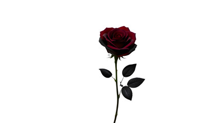 Fototapeta premium Elegant Black and Red Rose Isolated on White Background