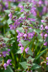 Obraz premium Spotted dead-nettle flower